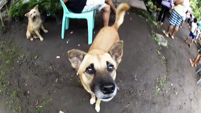 DoG begging