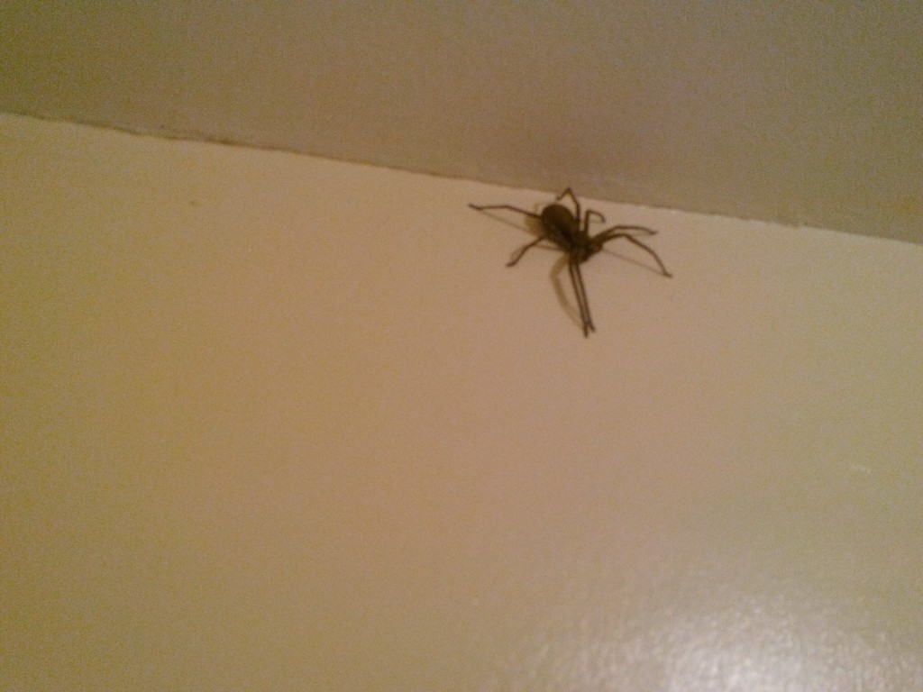 Female Huntsman in Bathroom (CR)