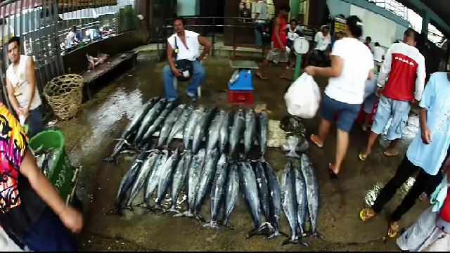 Mackeral