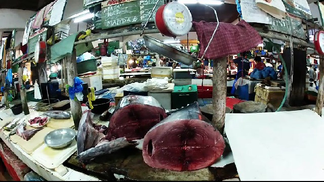 Blue fin tuna