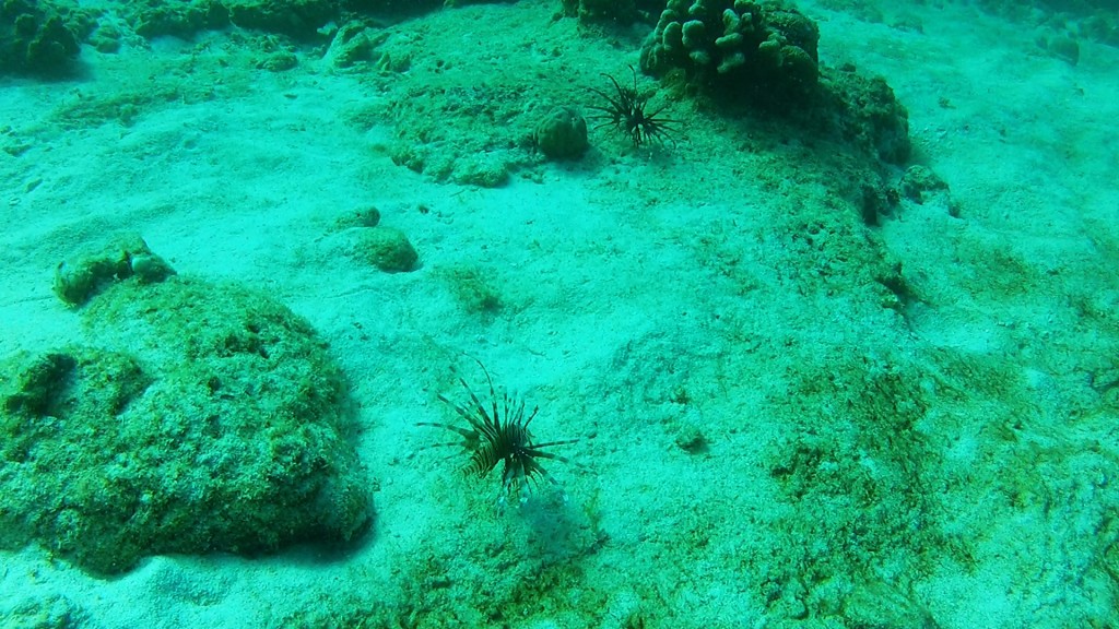Apo Two Lionfish