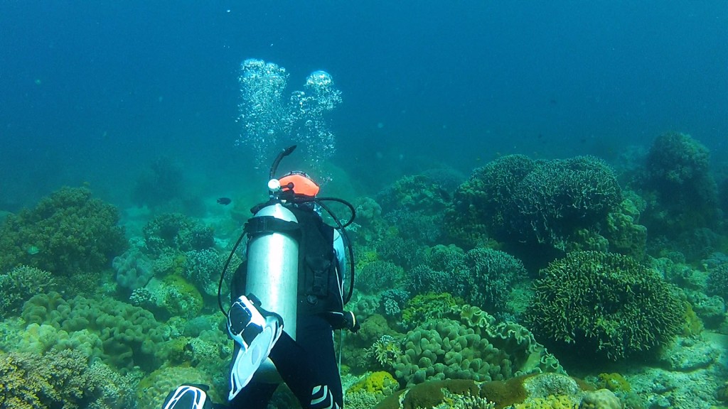 First Dive Following CHing Ching