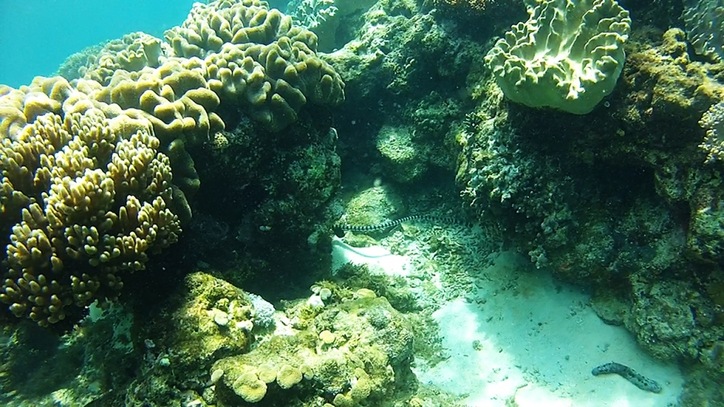 Apo Banded Sea Krait