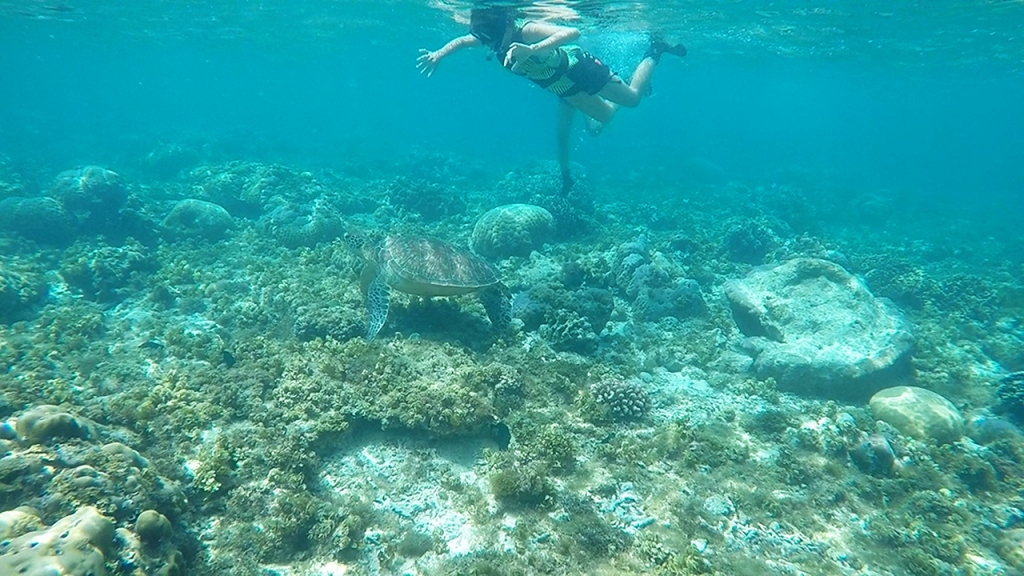 Apo Dina over Turtle