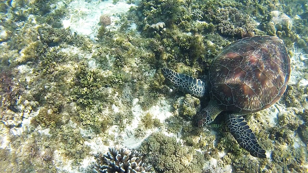 Apo Turtle Eating Sea Grass