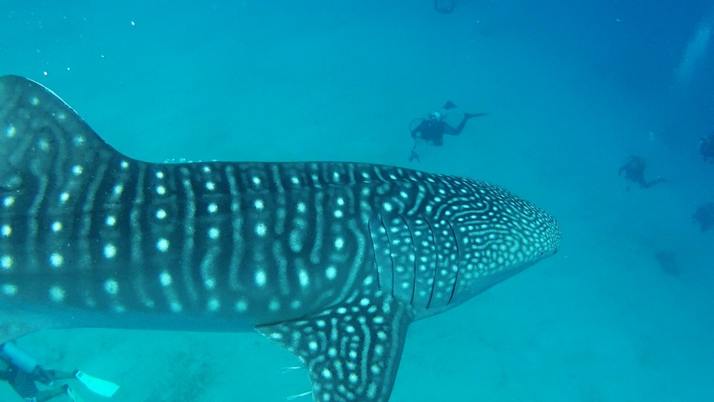 Oslob Whale shark cruising by