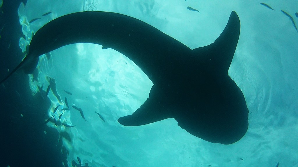Whale Shark from below