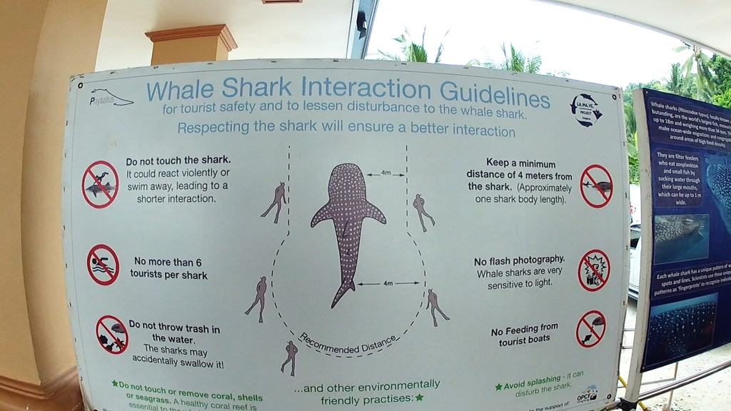 Whale Shark ineraction guide