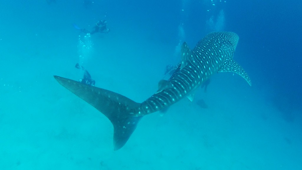 Whale shark crusing 2