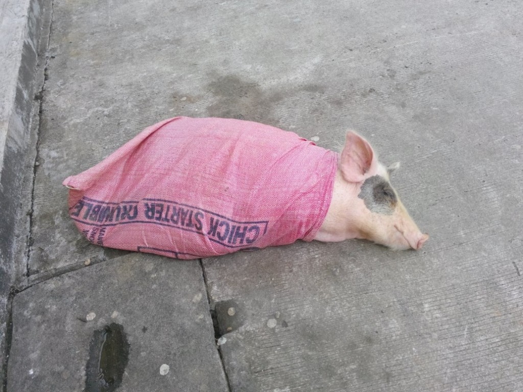 Pig in a BAg