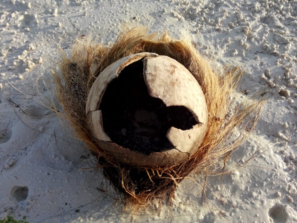 Coconut Siquior_renamed_12659