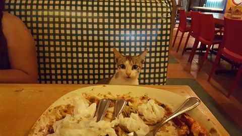 cat eating my food gabbys