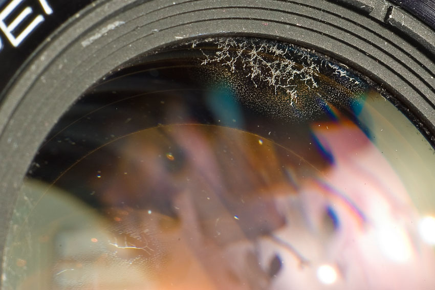 dslr lens fungus